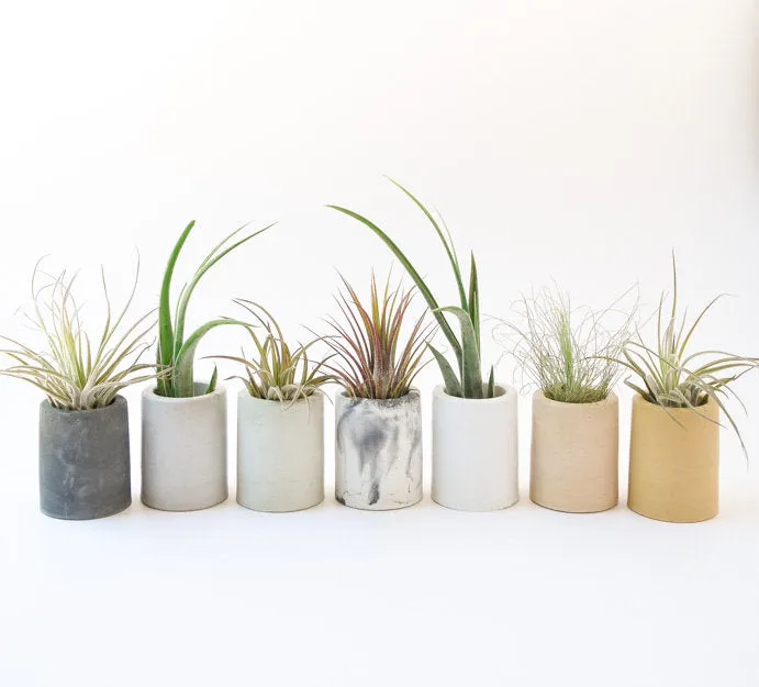 AIr Planter Holder - Mini Planter - Concrete - Modern - Succulent Planter - Wedding/Shower Favor - Office Desk Decor - Toothpick Holder