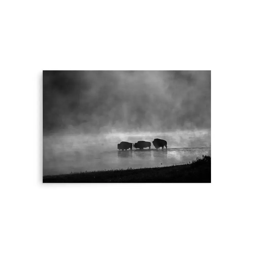 Buffalo Crossing – Black & White Wildlife Poster
