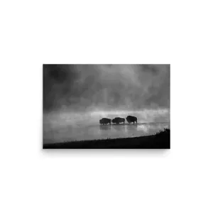 Buffalo Crossing – Black & White Wildlife Poster