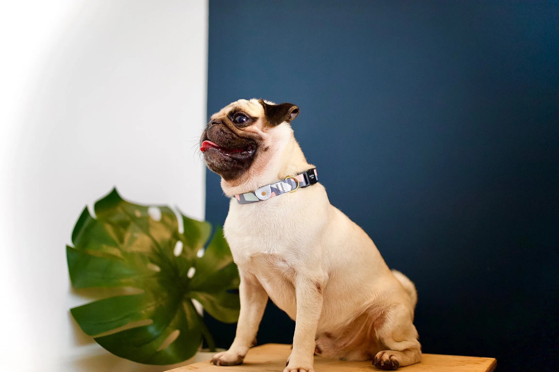 Gentle Pup - Ollie Oliver Collar