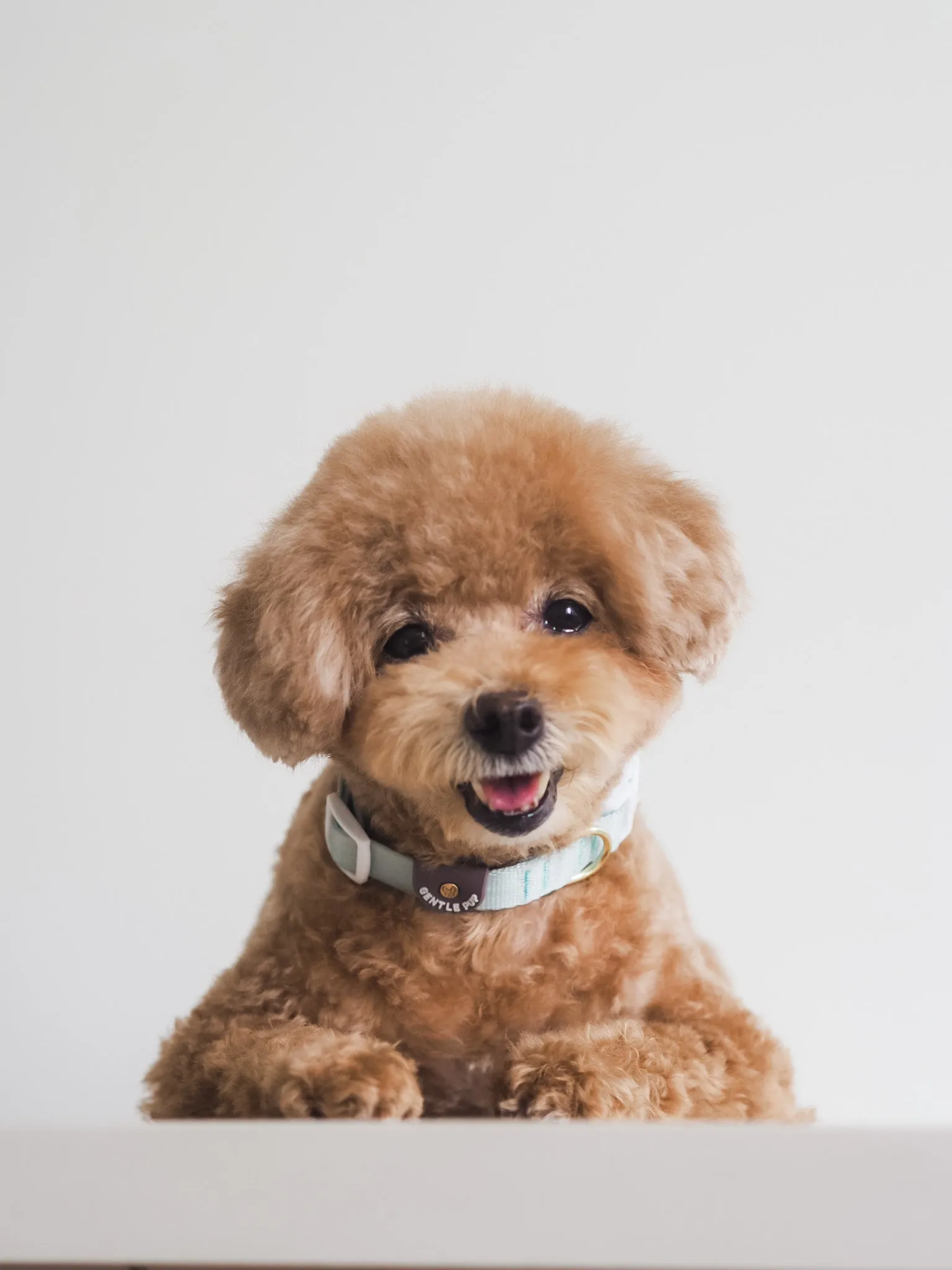 Gentle Pup - Pistachio Dog Collar