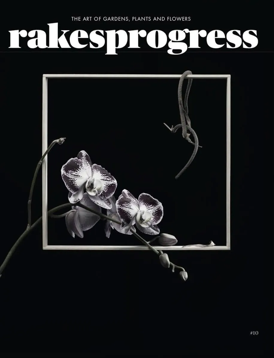 Rakes SENSE / Rakesprogress magazines at Indigo